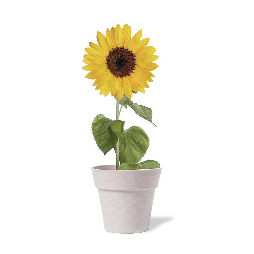 Maceta personalizada Tumil de girasol biodegradable - Jardín - Regalo Promocional Personalizado - imagen 3