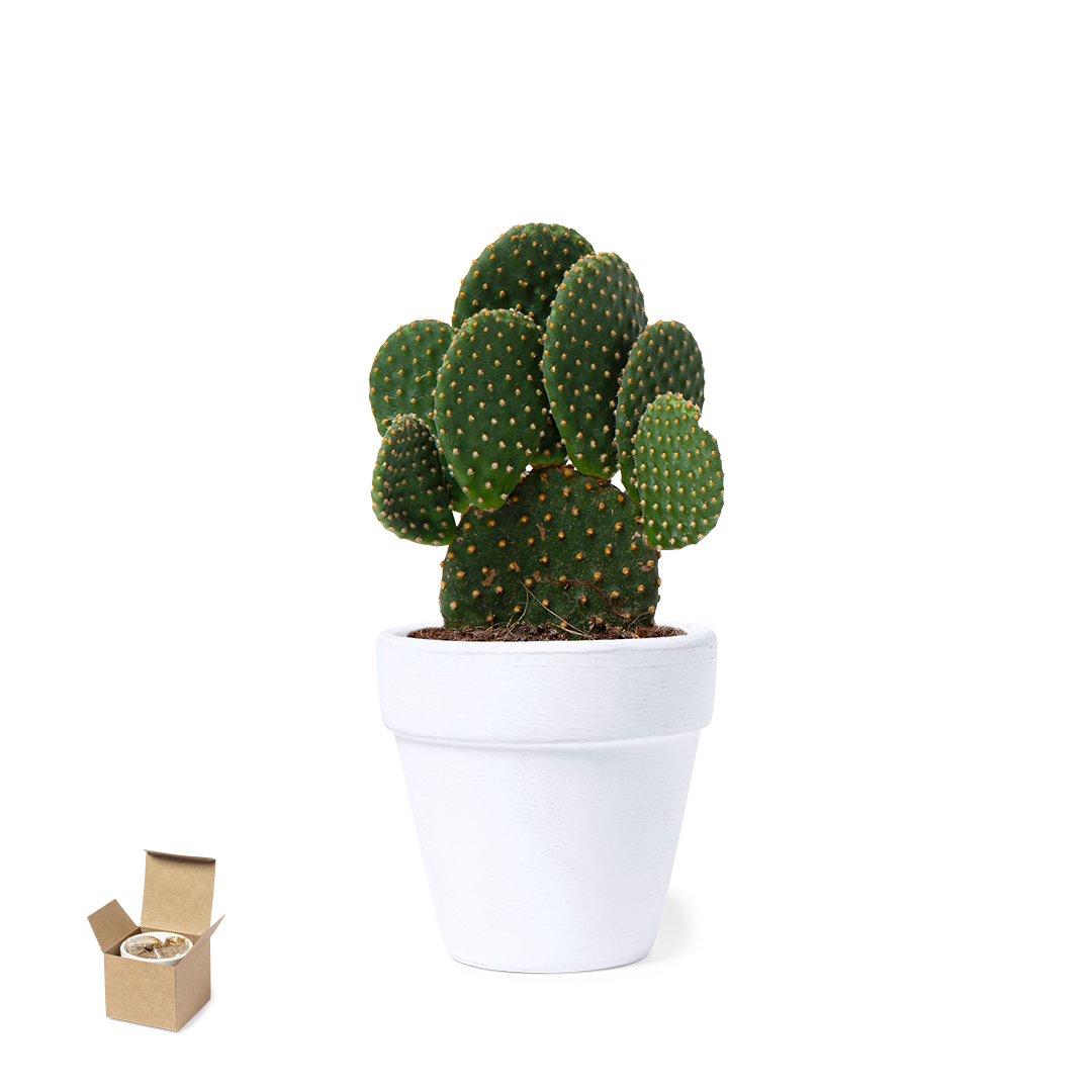 Maceta personalizada Konte de cactus con terracota blanca - Jardín - Regalo Promocional Personalizado