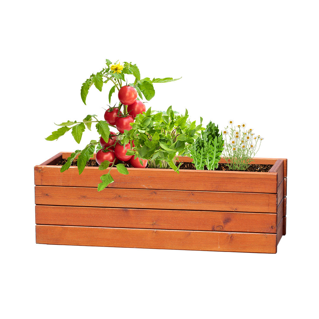 Kit de huerto personalizad Tomarux de cartón reciclado con 4 semillas diferentes - Jardín - Regalo Promocional Personalizado - imagen 3