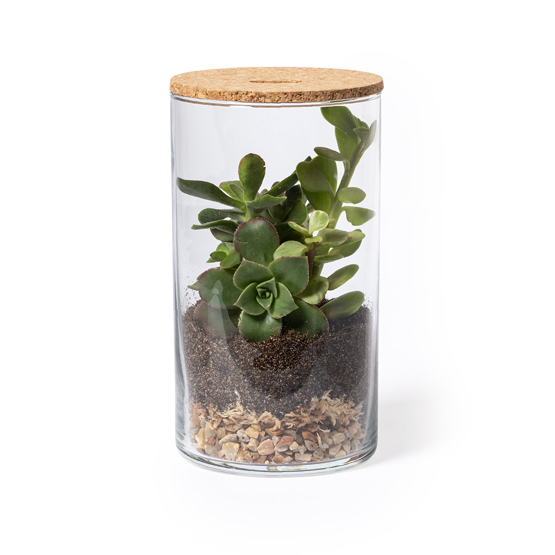Terrario personalizado Anymak de cristal borosilicato con semillas de cactus
