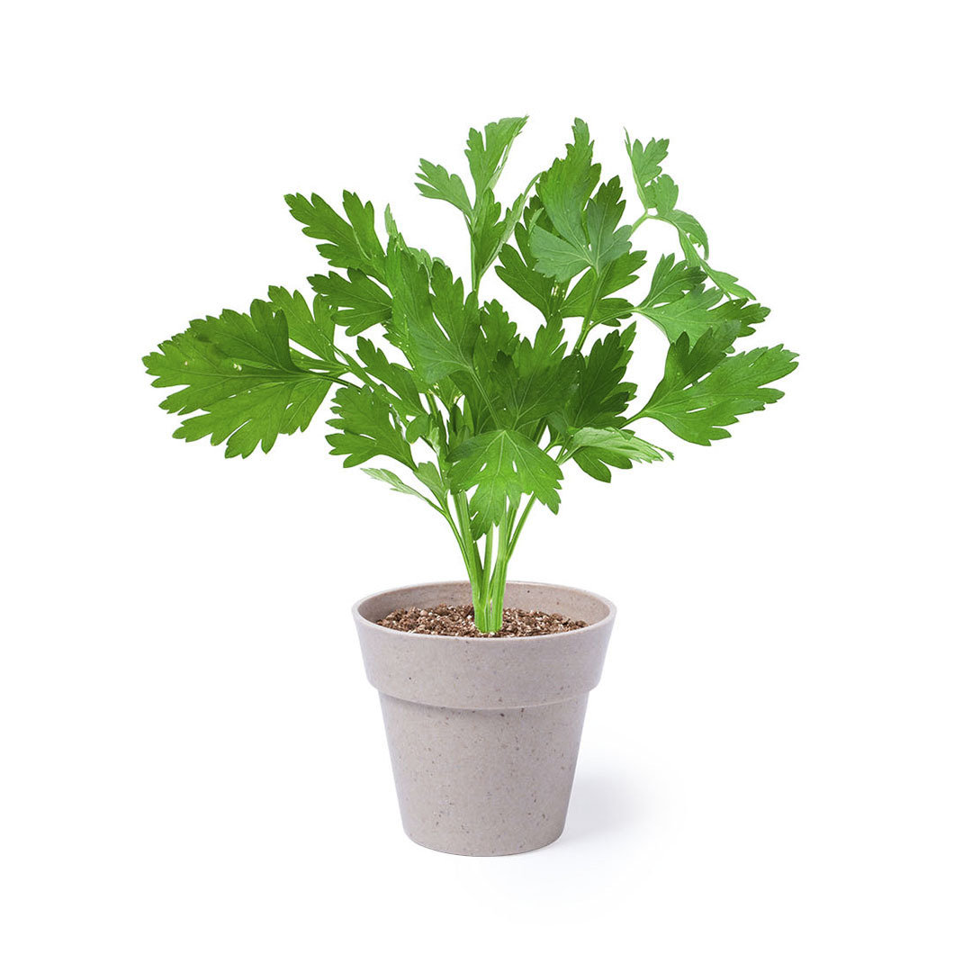 Set macetas personalizado Nertel con semillas menta y perejil - Jardín - Regalo Promocional Personalizado - vista alternativa