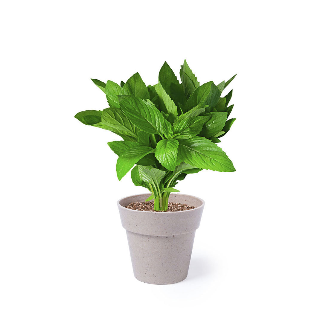 Set macetas personalizado Nertel con semillas menta y perejil - Jardín - Regalo Promocional Personalizado - imagen 3