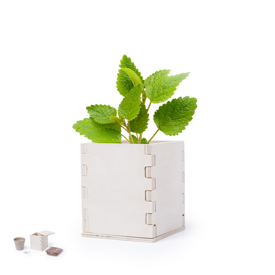 Maceta personalizada Merin de menta con caja de madera - Jardín - Regalo Promocional Personalizado