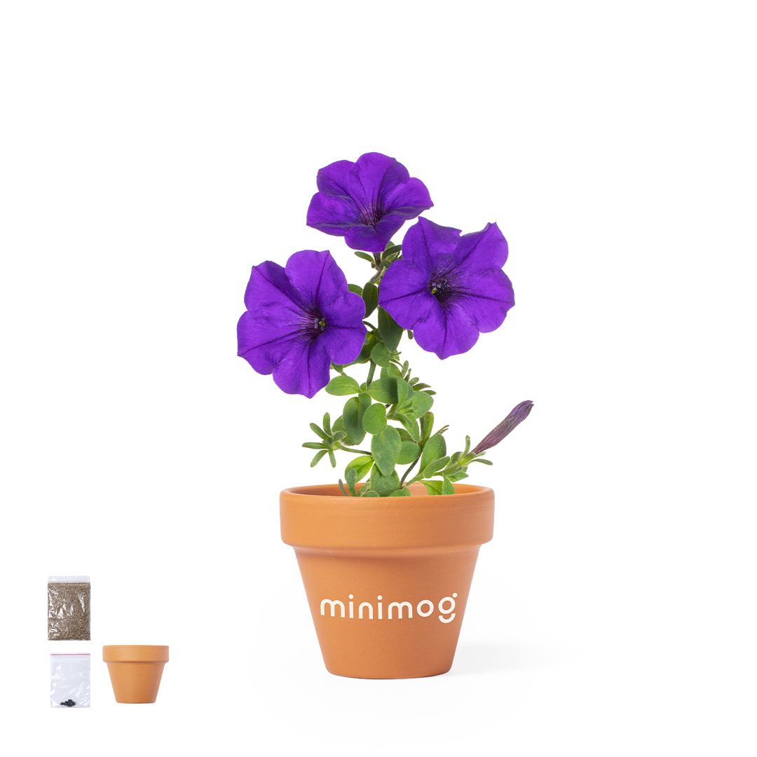 Maceta personalizada Soltax de petunia con terracota y drenaje - Jardín - Regalo Promocional Personalizado