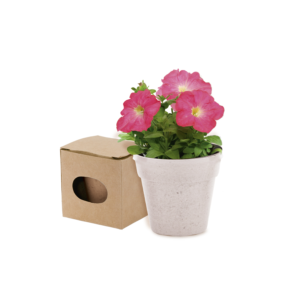 Maceta personalizada Advert de petunia con sustrato