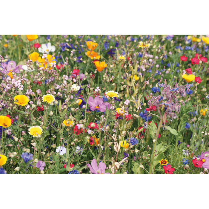 Disco de flores de verano en caja FLOMIX personalizado - Jardín - Regalo Promocional Personalizado - imagen 3