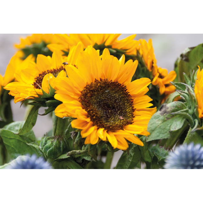 Semillas GIRASOL Helianthus Sobre Kraft Fabricación UE - Jardín - Regalo Promocional Personalizado - imagen 5