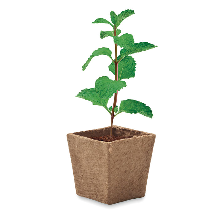 MINT KIT Kit cultivo semillas de menta - Jardín - Regalo Promocional Personalizado - imagen 3