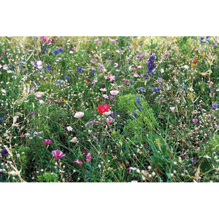 SEEDLOPEBEE Mezcla de semillas de flores - Jardín - Regalo Promocional Personalizado - imagen 3
